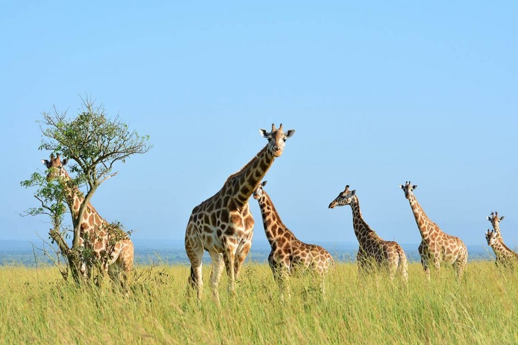murchisonfallssavannasafarix